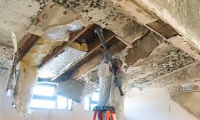 Best Mold Remediation for Rental Properties  in Fremont, CA